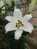 [5201 Tuparro VH No02.JPG]